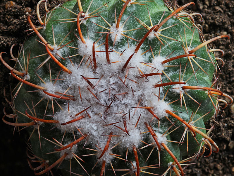 Parodia schwebsiana